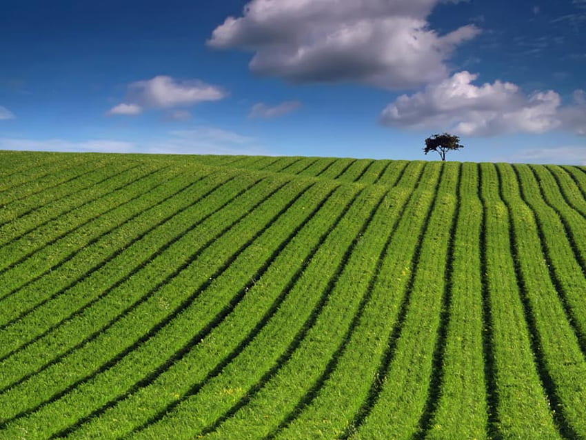 Grün gestreiftes Feld, Wolken, Himmel, Feld, Baum HD-Hintergrundbild