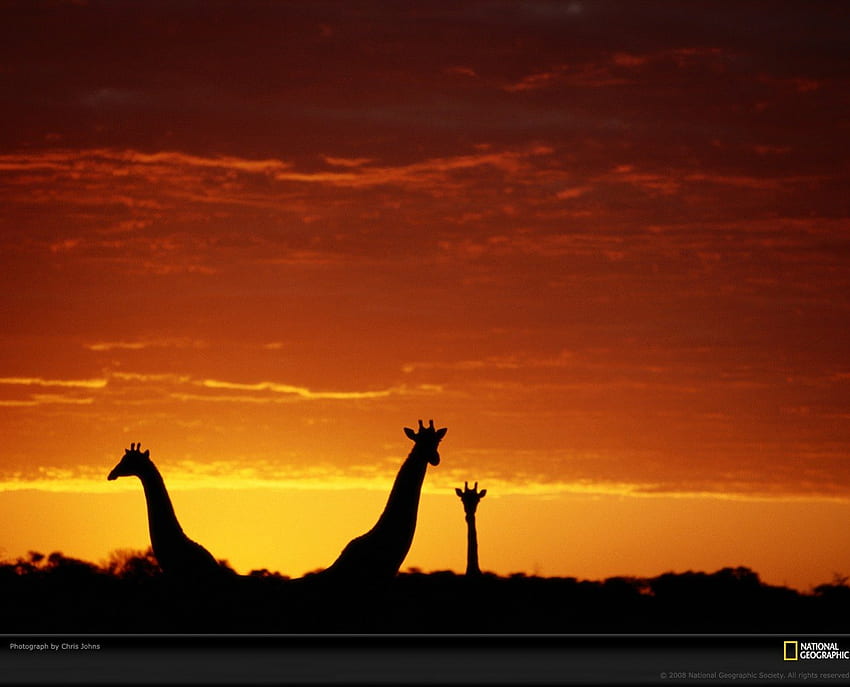pomarańczowe żyrafy, żyrafy w zachodzie słońca Tapeta HD