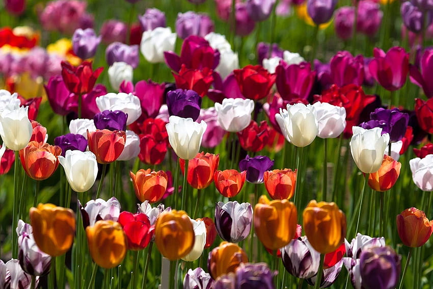 Fleurs, Tulipes, Différents, Ensoleillé, Tacheté, Panaché Fond d'écran HD