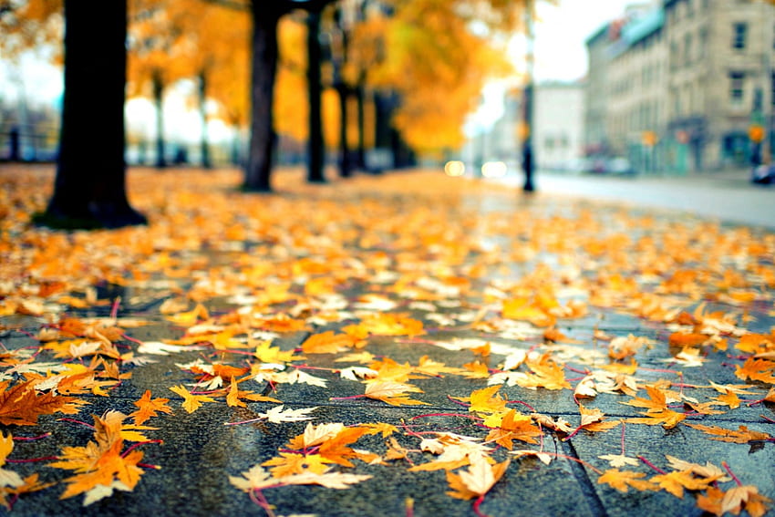 Rainy Autumn, leaves, rain, trees, autumn, splendor HD wallpaper