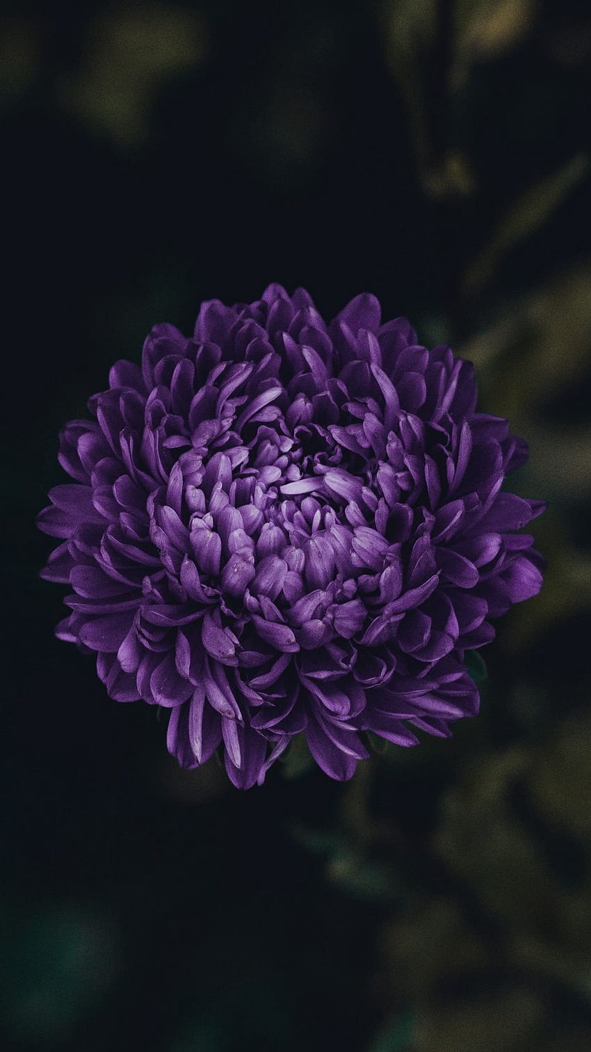 aster, flower, purple, bloom, Purple Floral HD phone wallpaper