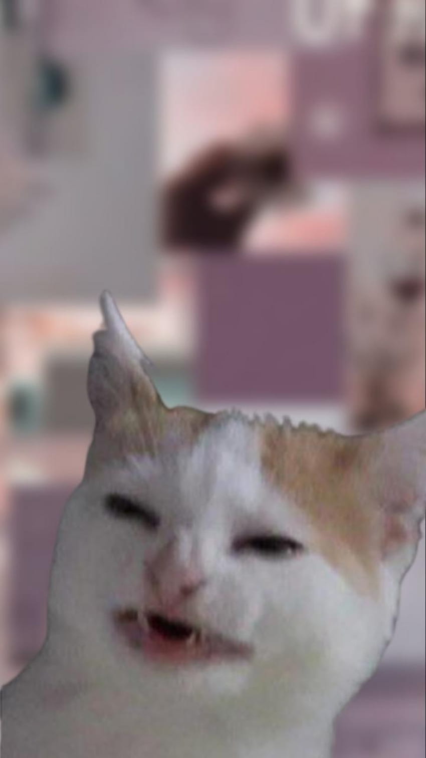Meme cat 2, Cat face, Meme cat HD phone wallpaper