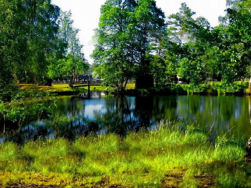 de la nature, des arbres, de l'étang Fond d'écran HD