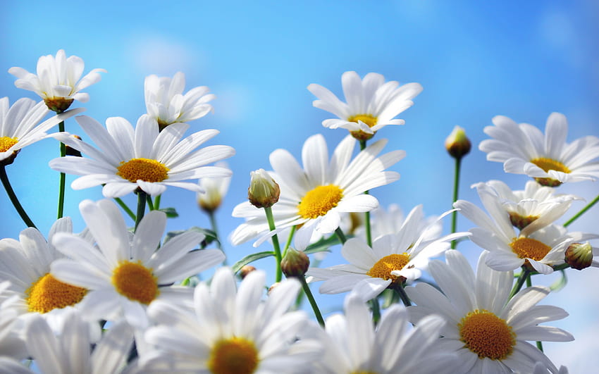 Daisies Computer Background. Daisies , Colorful Daisies and Pastel Daisies, Daisy Aesthetic HD wallpaper