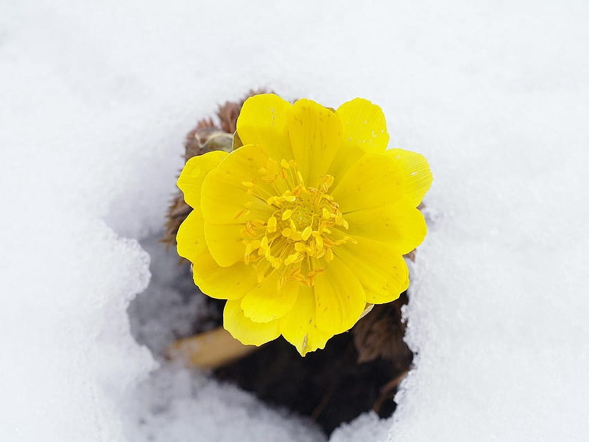 Kwiaty, śnieg, kwiat, wiesiołek, przebudzenie Tapeta HD