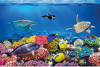 Sea ​​aquarium HD wallpapers | Pxfuel