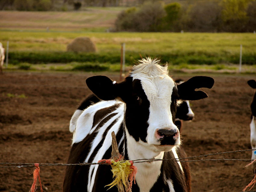 dairy calf, cow, calf, domestic HD wallpaper