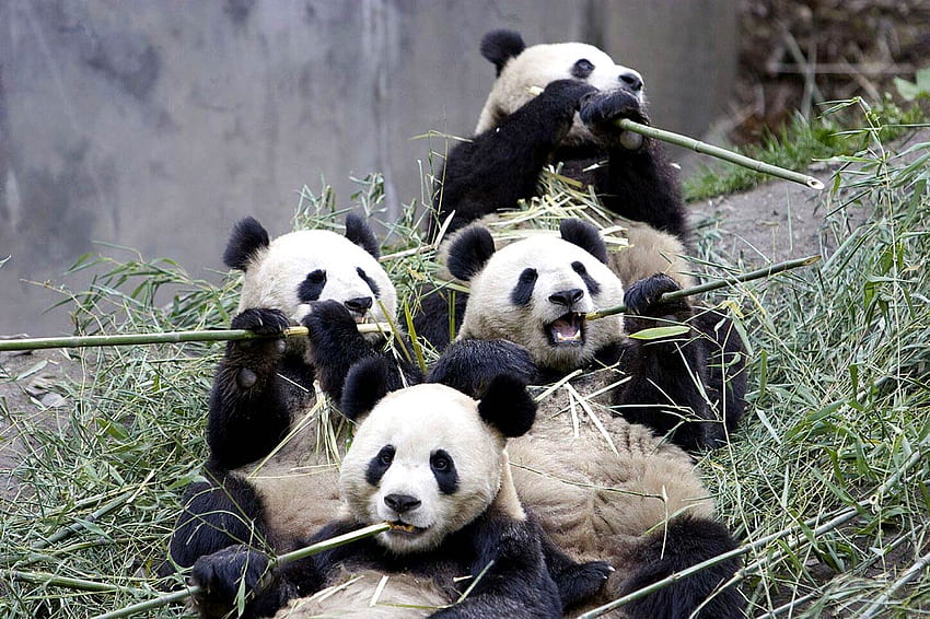 Giant Panda - Panda Eating Sugar Cane - & Background HD wallpaper