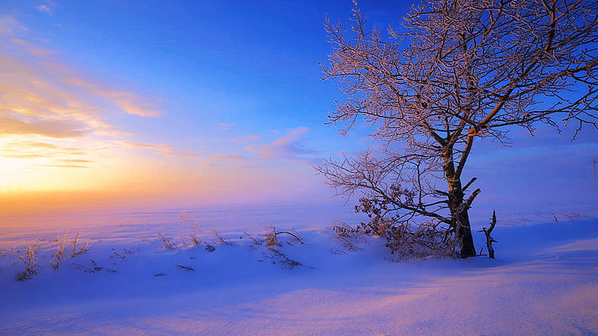 Um sol quente nasce sobre um campo congelado no centro de Alberta durante o inverno, céu, neve, nuvens, paisagem, Canadá, árvore papel de parede HD