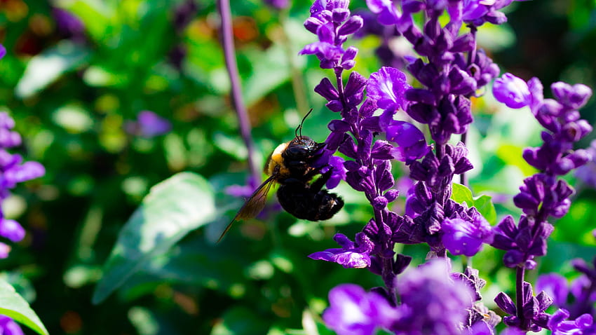 Kwiaty, Makro, Pszczoła, Zapylanie Tapeta HD