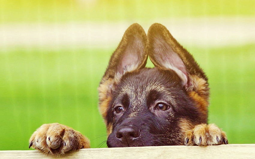 Animals, Muzzle, Sweetheart, Nice, Puppy, Ears HD wallpaper
