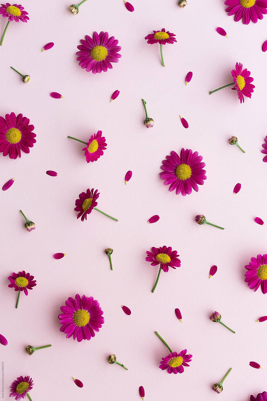 Pink Daisy Background. Stocksy United. Papel de parede flores, Papel de parede cor de rosa, Papel de parede HD phone wallpaper