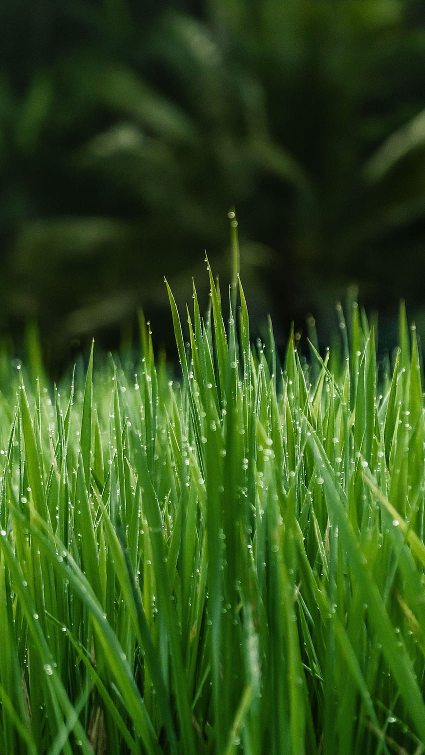 Gras, Tropfen, Makro, Nass, Tau HD-Handy-Hintergrundbild