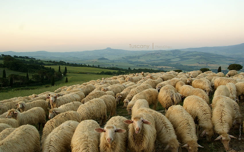 羊の群れのクロップオン 高画質の壁紙