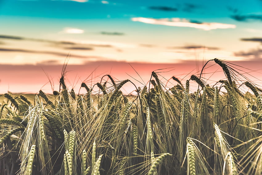 Wheat farm, harvest, sunset, skyline HD wallpaper
