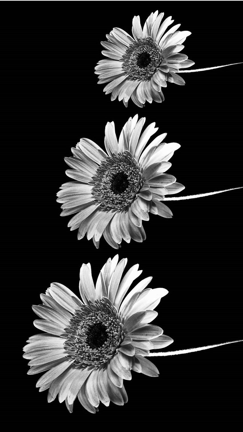 black and white iphone tumblr. ☺fond d'écran iphone, Hipster Flower HD phone wallpaper