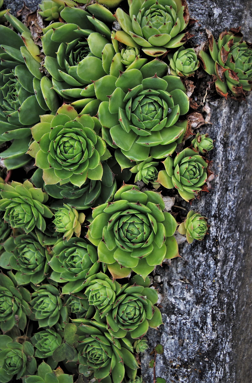 식물, 녹색 즙이 많은, 녹색 HD 전화 배경 화면