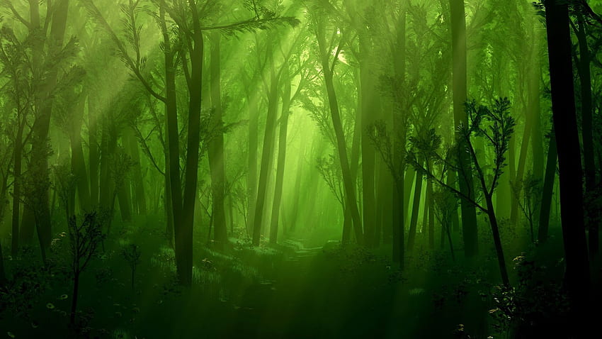 恐ろしい暗い森、黒い森 高画質の壁紙