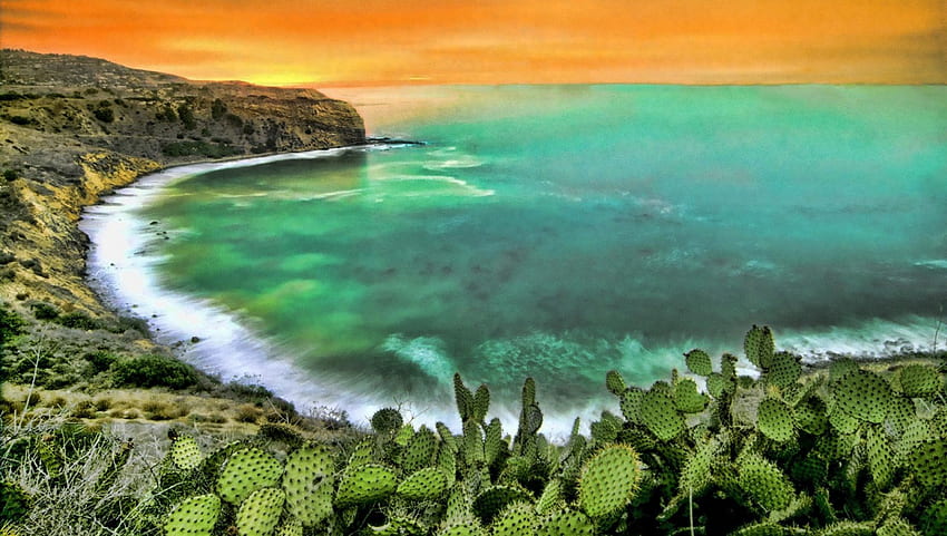 cactus above a beautiful seashore r, sea, horizon, shore, orange, cactus HD wallpaper