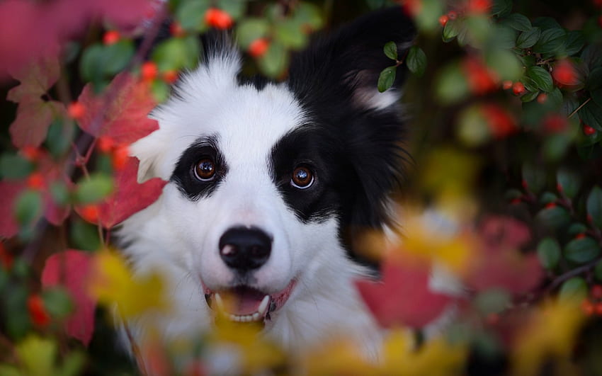 Dog in autumn, dog, animal, white, black, cute, berry, green, yellow, australian shepherd, red, autumn, leaf, caine HD wallpaper