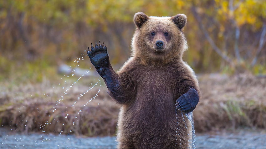 Brown bear, paw, pose, river HD wallpaper