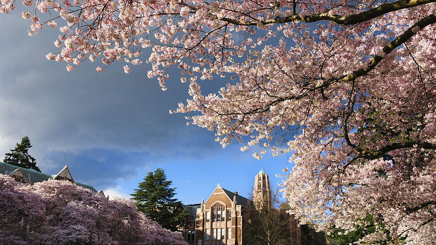 Akademische Diebe lieben die University of Washington HD-Hintergrundbild