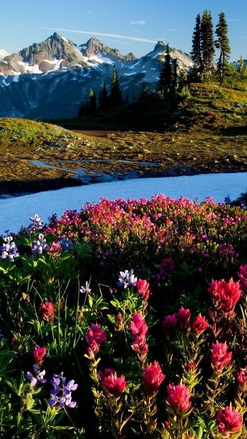 Flowers , River Background, river, background, flowers HD phone