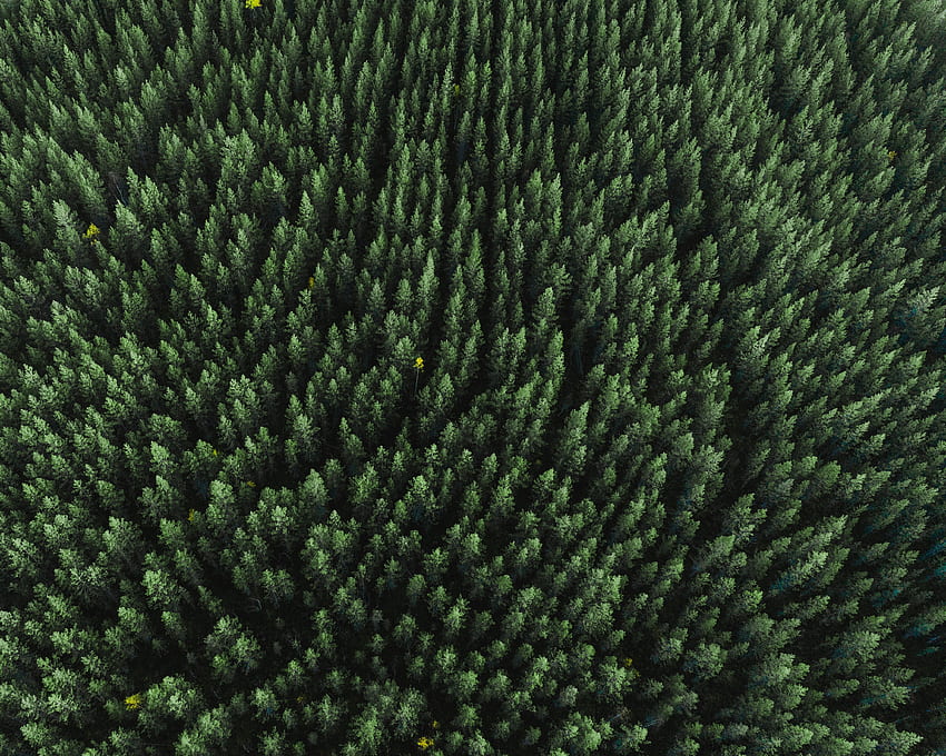 Puncak, Alam, Pohon, Pemandangan Dari Atas, Atas, Konifer, Hutan Wallpaper HD