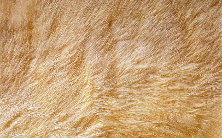 Light Brown Fur Background Pattern wallpaper Pxfuel