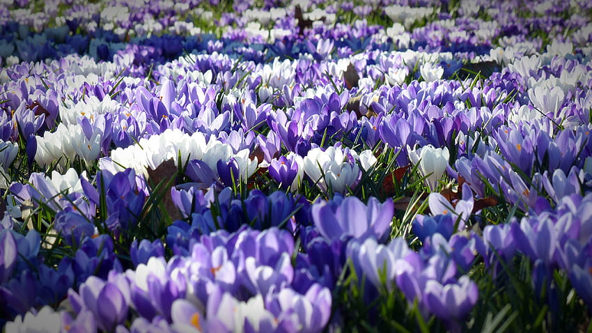 À côté de la plage au début du printemps fleur impressionnante pendant - Krokus Hintergrundbild Fond d'écran HD
