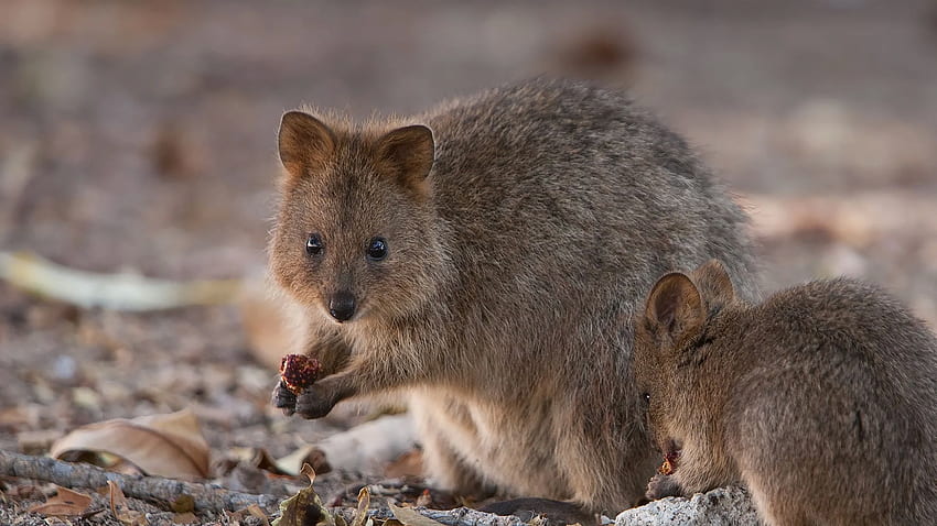 Quokka. San Diego Zoo Animals & Plants HD Wallpaper | Pxfuel