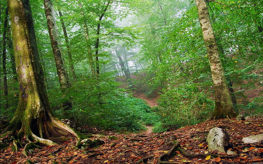 Orman, Eski Büyüme Ormanı HD duvar kağıdı