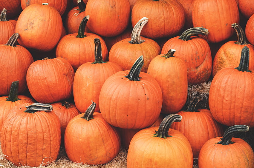 食べ物, 秋, かぼちゃ, 熟した, 収穫, 10 月 高画質の壁紙