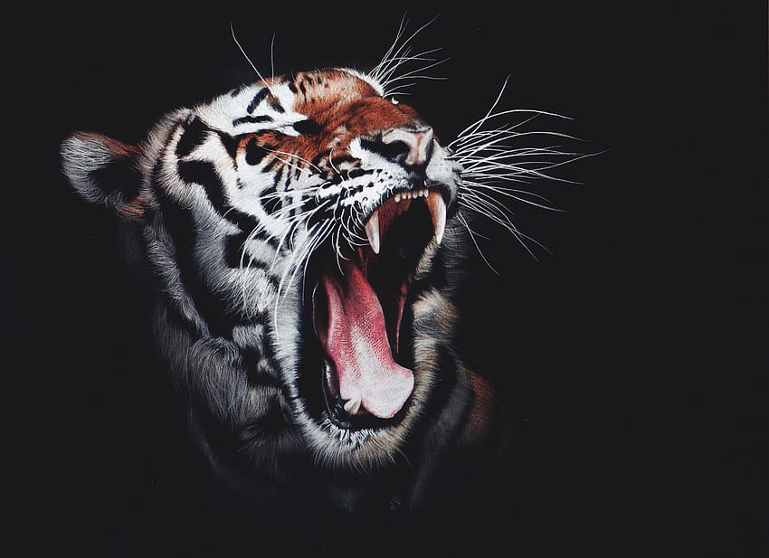 Tiger, Roaring, Dark background, , Animals / Editor's HD wallpaper