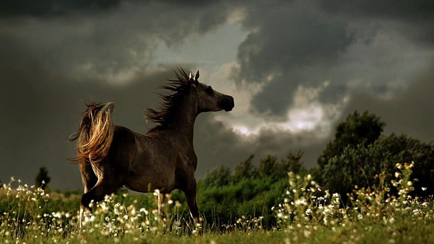 Wild in the Storm, wild horses, white horses, ponies, horses, wildlife, fantasy, stallion, nature, storm HD wallpaper