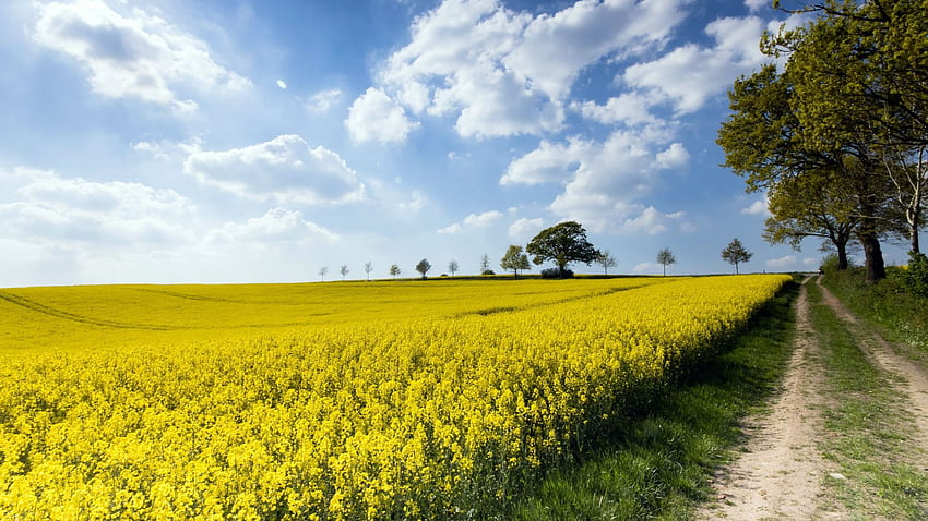 rapeseed farm, yellow flowers, summer, , , background, a97b8d, Canola HD wallpaper