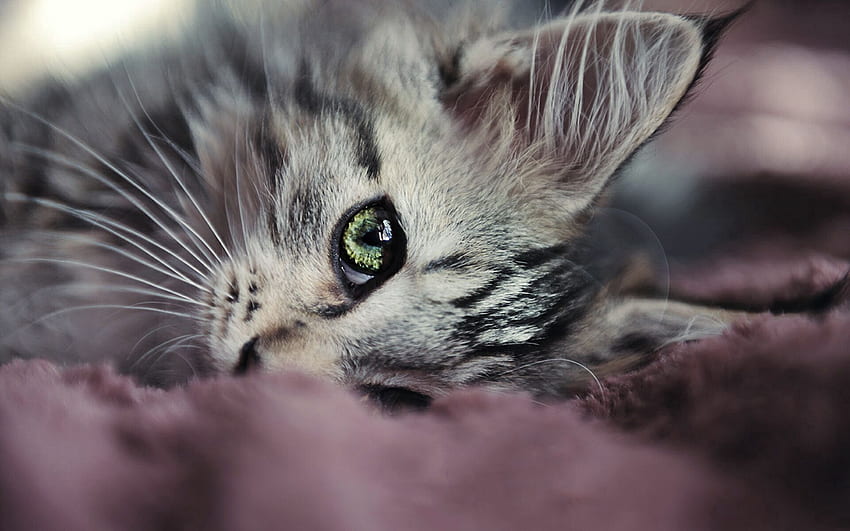 Hewan, Kucing, Anak Kucing, Moncong, Mata, Penglihatan, Pendapat, Bagus, Sayang Wallpaper HD