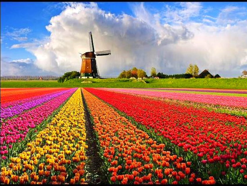 Flowers and Windmill, beautiful HD wallpaper
