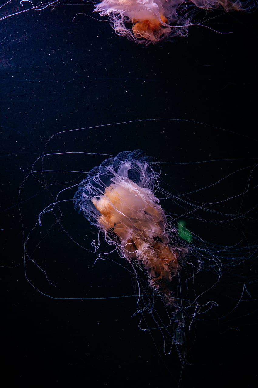 Sous-marin, méduse, tentacules minces, animal Fond d'écran de téléphone HD