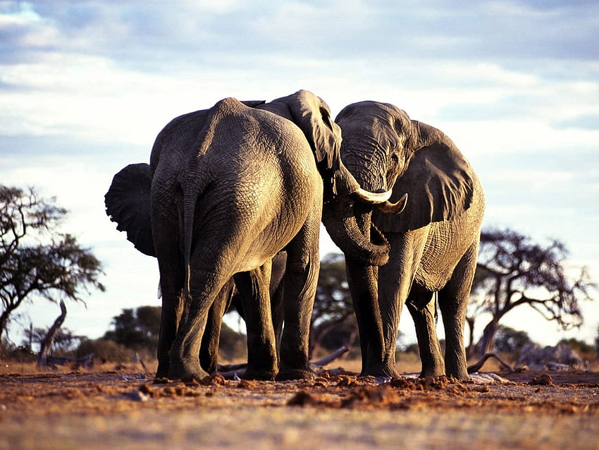 Animali, alberi, erba, elefanti, coppia, coppia, passeggiata, Africa Sfondo HD
