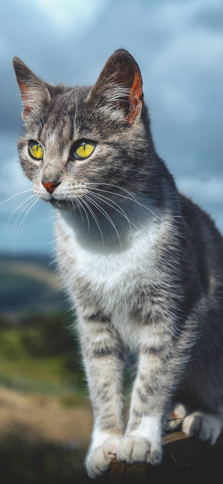 Cat for Phone 2021 - I Like Cats Very Much, Cute Gray Cats HD phone wallpaper