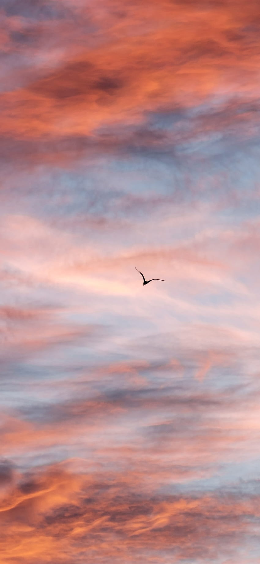 Sunset sky, clouds, flight bird iPhone X 8, 7, 6, 5, 4, 3GS , Sunset Bird HD phone wallpaper