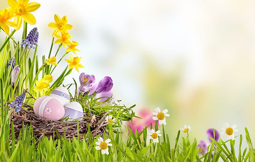 the sky, grass, the sun, flowers, basket, spring, Easter, flowers, daffodils, spring, Easter, eggs, decoration, Happy, the painted eggs for , section праздники HD wallpaper