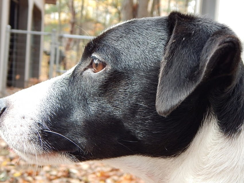 Jack Russell Terrier - Max, Jack Russell Terrier, grafika, Zwierzęta domowe, Psy Tapeta HD
