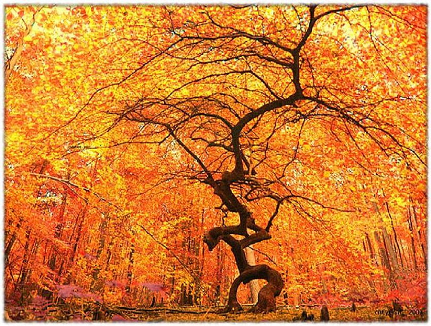 Autunno - l'albero, autunno, tronco contorto, grande, arancione, oro, albero Sfondo HD