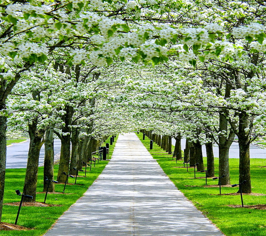 Frühlingsspaziergang, weiße Blüten, Bäume, Gras, Frühling, Gehweg HD-Hintergrundbild