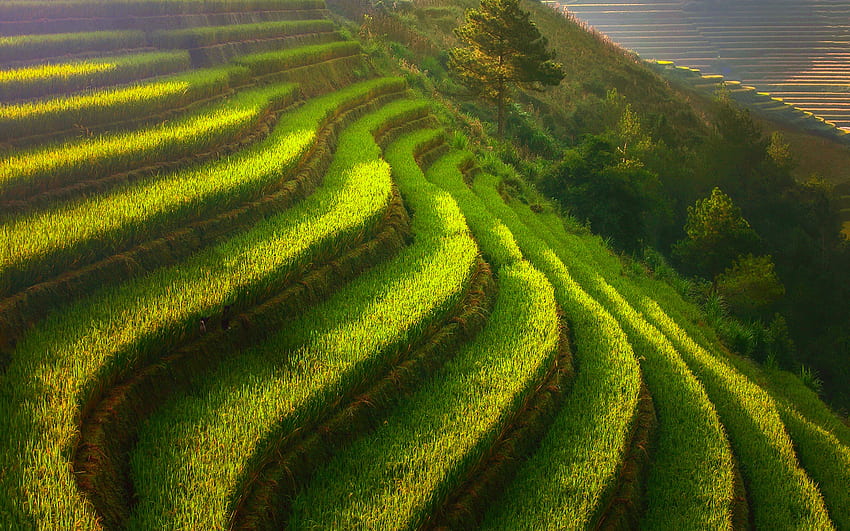 ベトナム、棚田、田んぼ、稲作、農業、R、アジア、美しい自然 高画質の壁紙