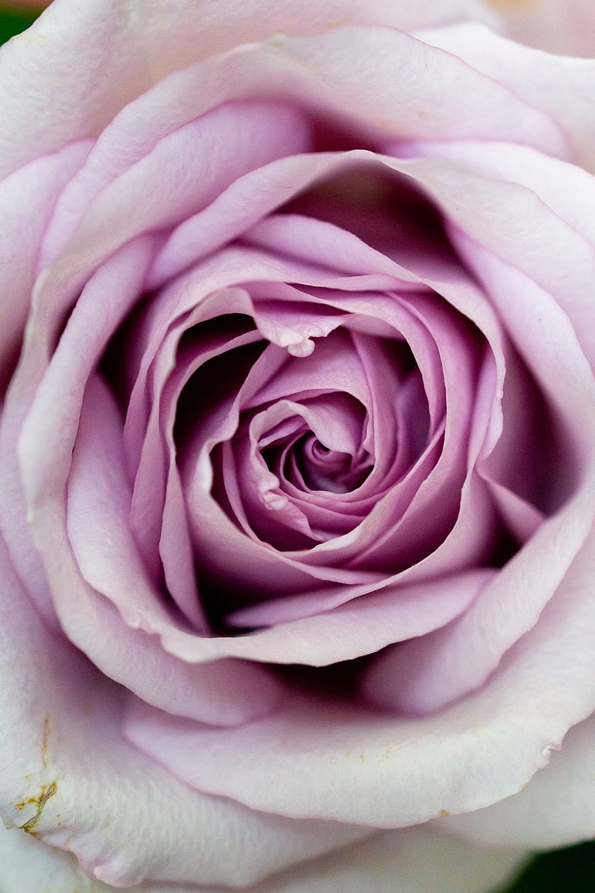 Purple Rose, Aesthetic Purple Rose HD phone wallpaper
