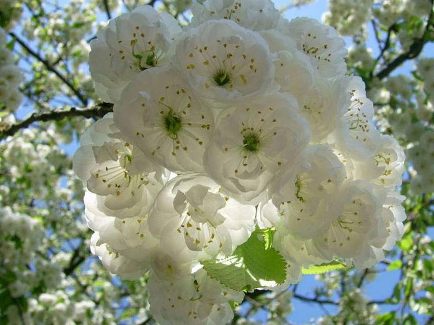 Cherry Bloom เชอร์รี่ พวง ธรรมชาติ ดอกไม้ บาน วอลล์เปเปอร์ HD