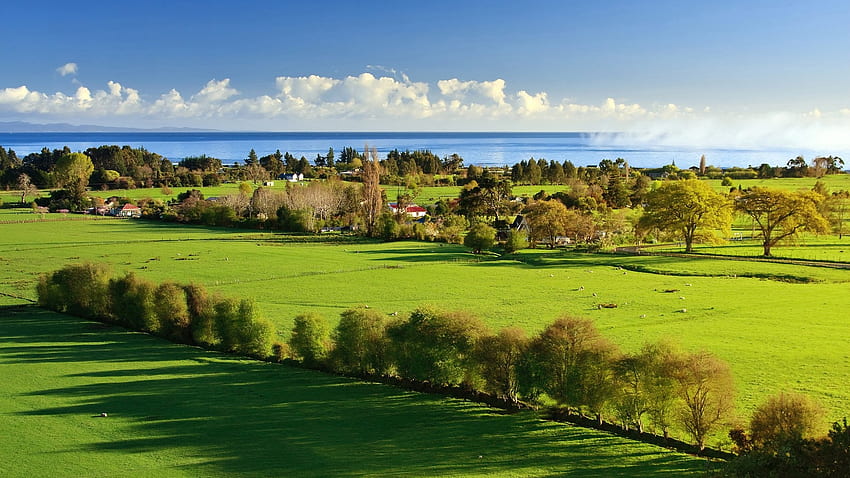 Green landscape, Green, Fields, Trees, Sea, Hedgerow HD wallpaper